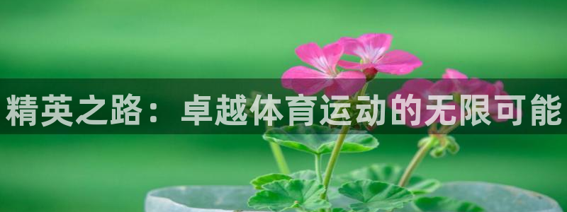 MK体育官方正版app五金厂：精英之路：卓越体育运动